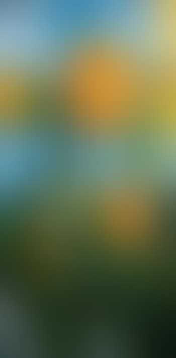 Sunflowers (preview)