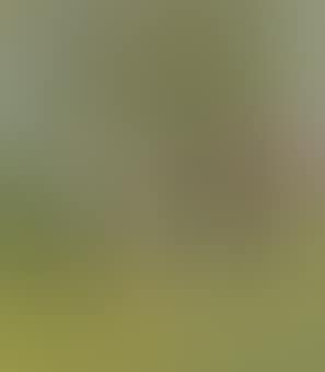 The Trees (preview)
