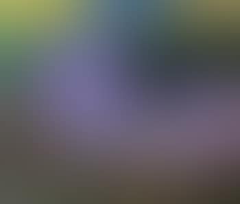 Flammler am Meer (preview)