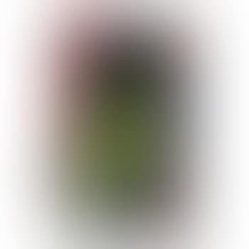 Untitled (Sf89-55) (preview)