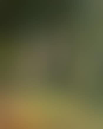 Sous bois (preview)