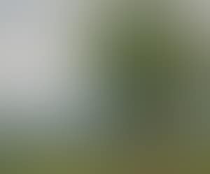 Cattle at pasture (preview)