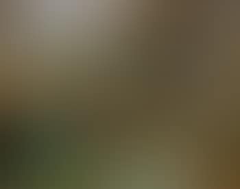Paysage de campagne (preview)