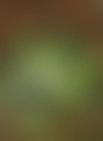 Lily of the valley (preview)