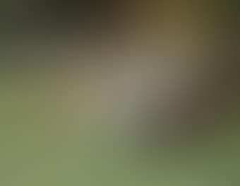 Polo player (preview)