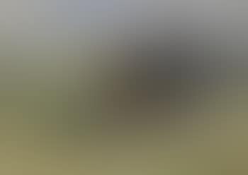 Bursche mit drei Jungrindern (preview)
