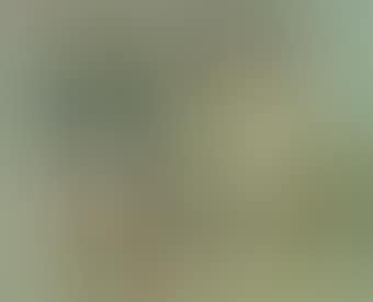Old Country (preview)