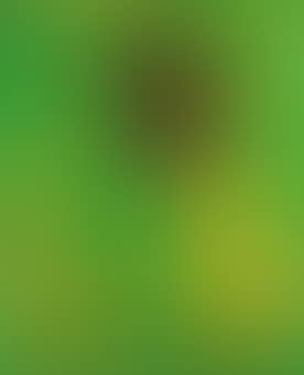 Flowering Palm (Heenk 89) (preview)