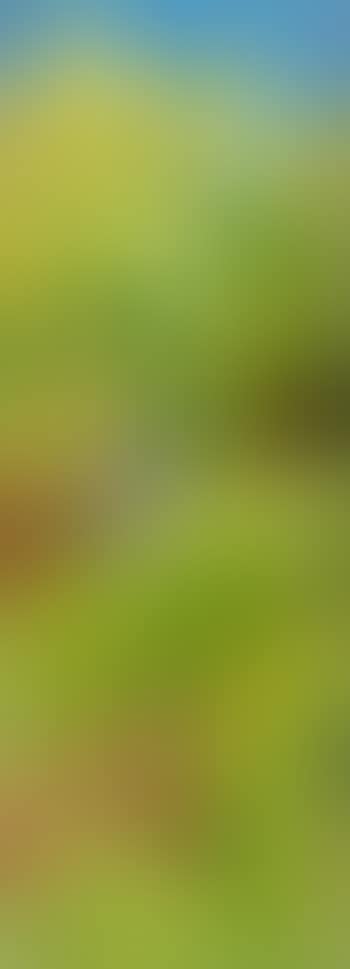Crow in pine tree (preview)