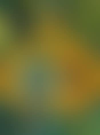 Sunflowers (preview)