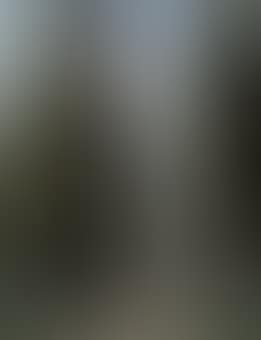 Lombardy poplars (preview)