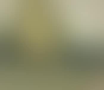 Early landscape (preview)