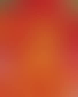 Canna Red and Orange (preview)