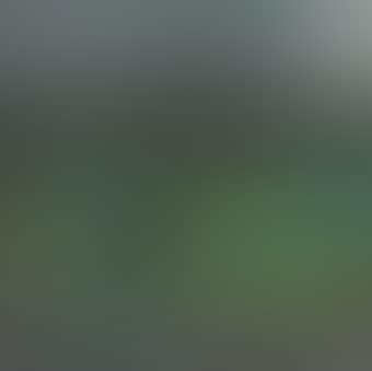 Lotus Pond (preview)