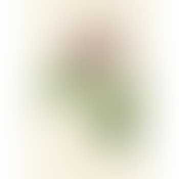 Rosa Bifera Officinalis (preview)