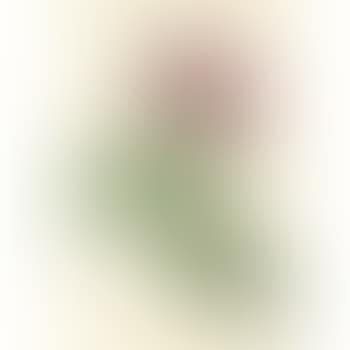 Rosa L'heritieranea (preview)
