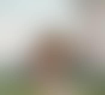 Landschap met dennenbomen (Slough) (preview)