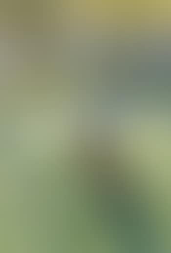 Summer morning (preview)