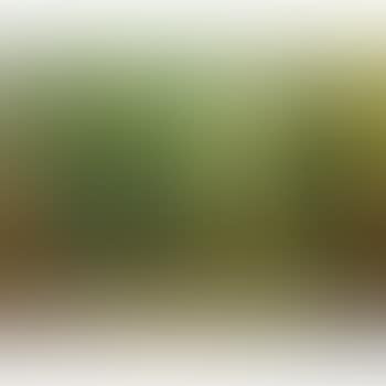 Nature Morte (preview)