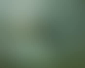 Pond scene (preview)