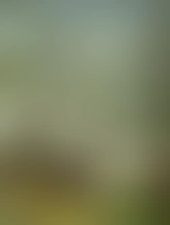 Forest trees (preview)