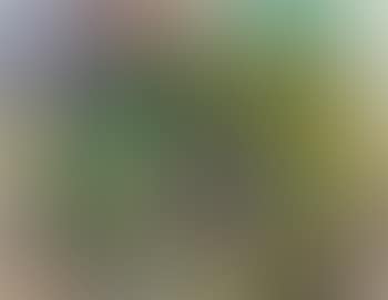 Wald (preview)