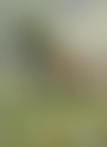 Paysage de Wasquehal (preview)