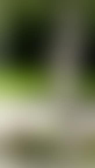 Liten pike (preview)