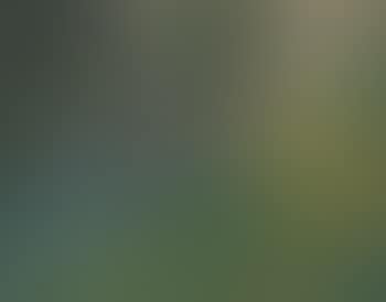Sun dappled garden (preview)