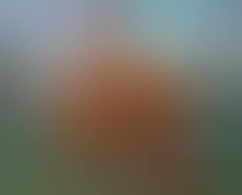 Red grouse (preview)
