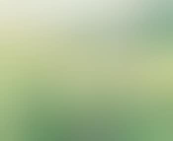 Meadow flowers (preview)