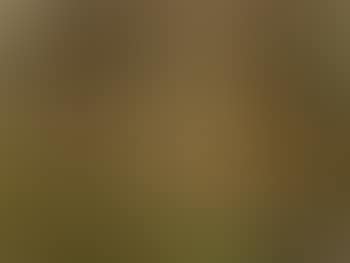 Im Wald (preview)