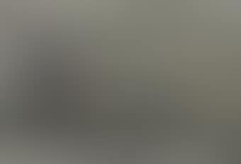 Untitled (Cows) (preview)