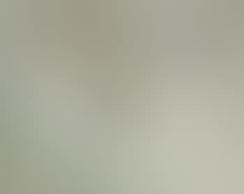 Bird in lotus pond (preview)