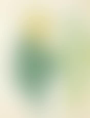 Canna with Green Leaves (preview)