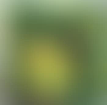 Cavolo (preview)