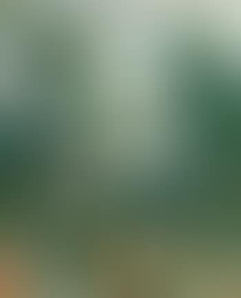 House in the trees (preview)