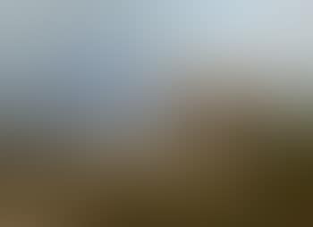 Highland sheep (preview)