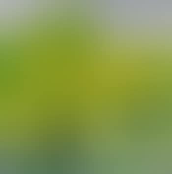 Green willows, west lake (preview)