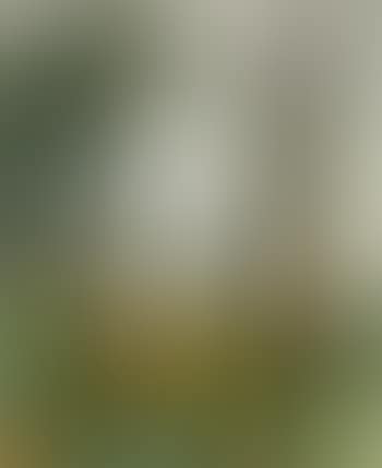 Ali mountain (preview)