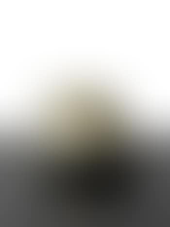 Tortue (preview)
