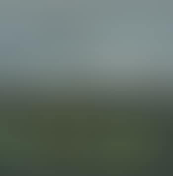 Geese flying over the lotus pond (preview)
