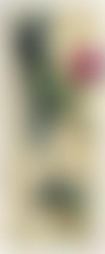 Peony in the bottle (preview)