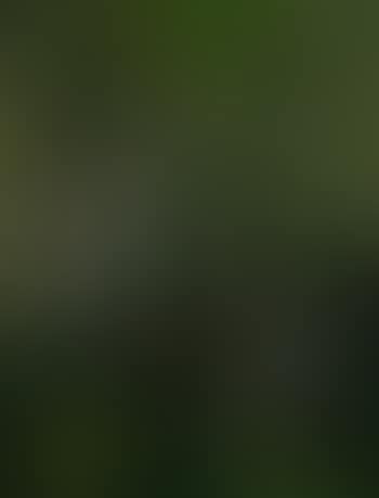 Greens And Grey (preview)