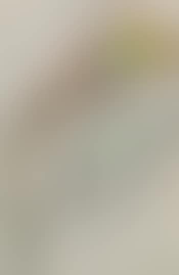 Yellow Calla (preview)