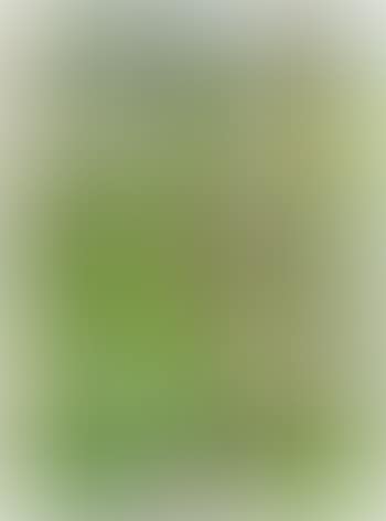 Plants In Jamaica (preview)