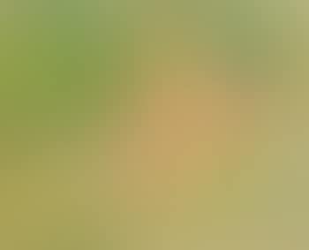 Im Liegestuhl (preview)