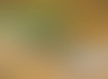 Grey Wagtails (preview)