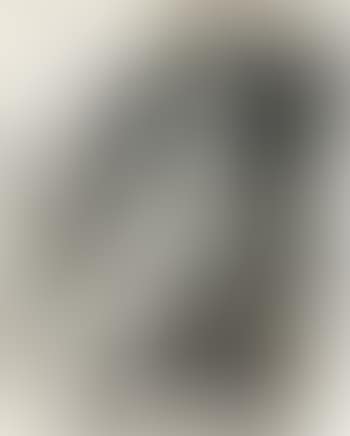 Pigeon ramier. Soleil (preview)