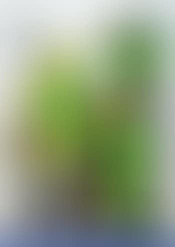 Butterfly Girl Green (preview)
